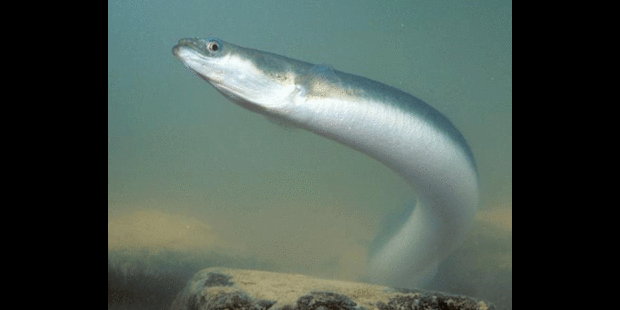 Résultat de recherche d'images pour "gif anguille, photo"