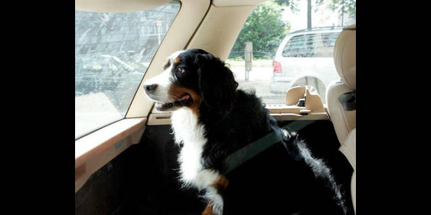Allemagne: un chien hydrophobe vole une voiture