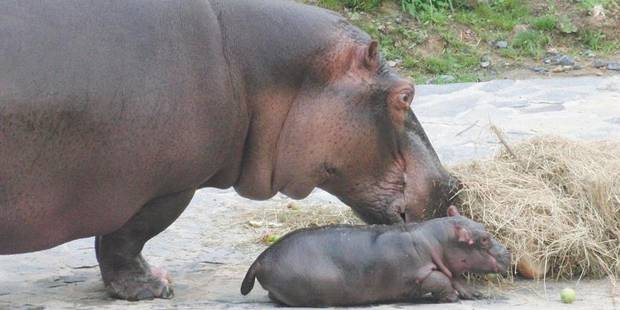 Naissance D Un Petit Hippopotame D Environ 40 Kilos A Pairi Daiza Dh Les Sports