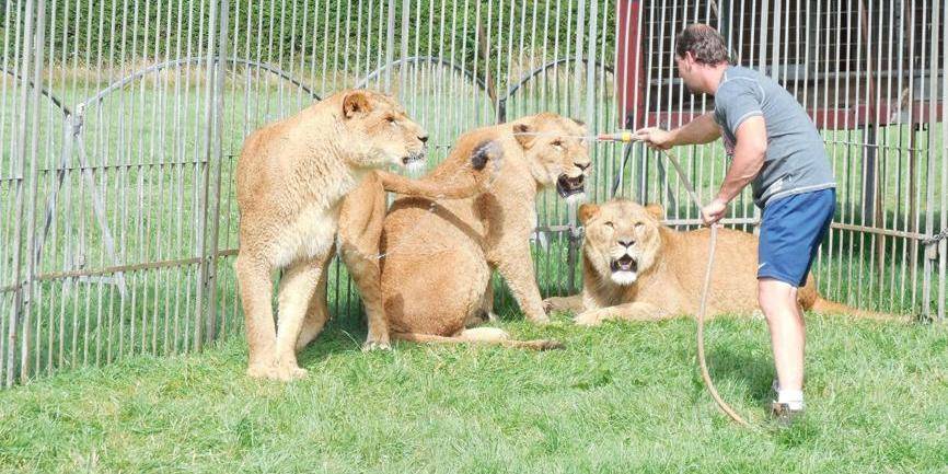 Un Cirque Belge Vend Ses Lions Dh Les Sports