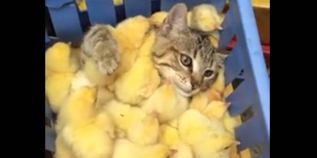 Un Chat Prend Du Bon Temps Avec Des Poussins Video Dh Les Sports