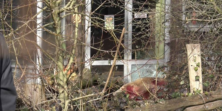 Escaped bear shot dead in Osnabrueck