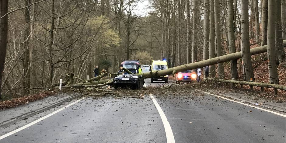 Un Arbre Tombe Sur Une Voiture à Grez Doiceau Une Dame Perd