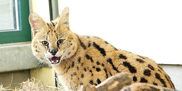 3 Servals Et 1 Caracal Saisis Chez Un Particulier A Liege Dh Les Sports