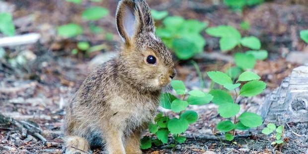 Saison Des Amours Attention Aux Bebes Animaux Sauvages Dh Les Sports